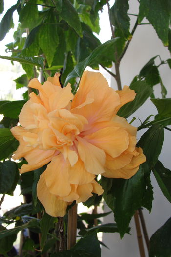 Jane Coweel - A0-Hibiscus 2015-2