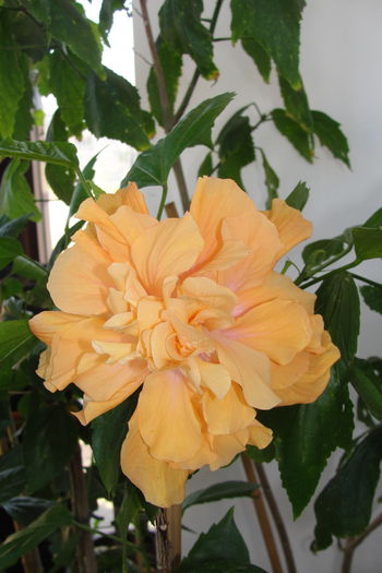  - A0-Hibiscus 2015-2