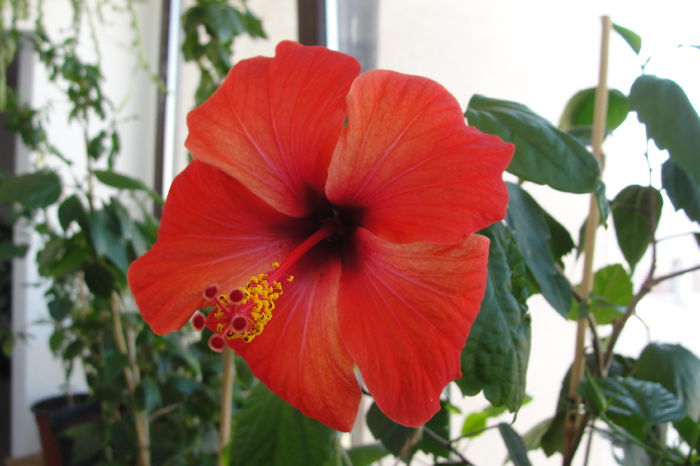 Cairo Rosario sau Camdenii - A0-Hibiscus 2015-2