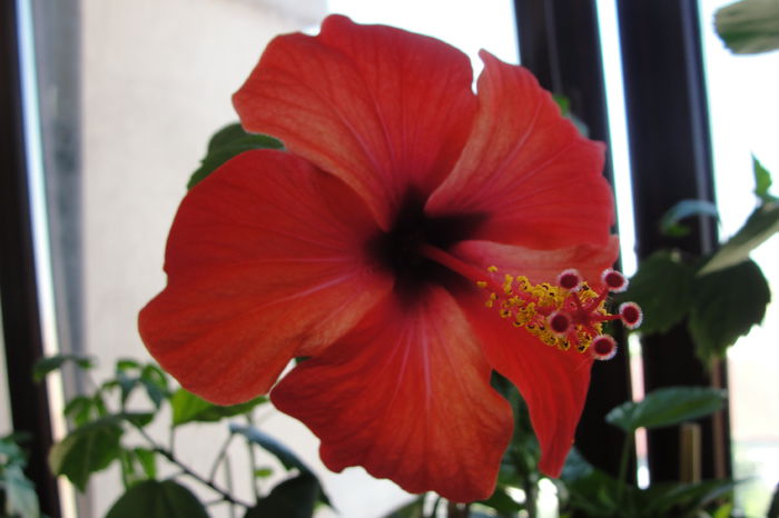  - A0-Hibiscus 2015-2