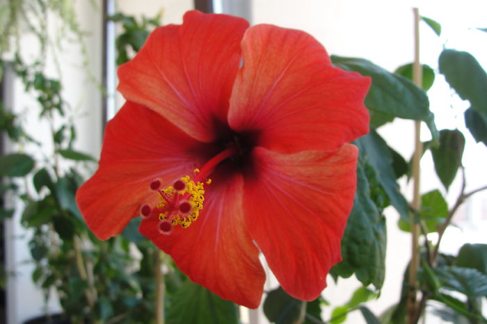  - A0-Hibiscus 2015-2