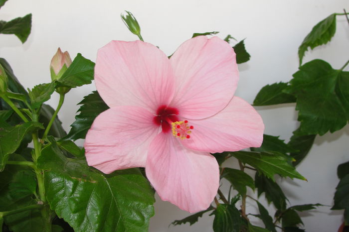 Romy - A0-Hibiscus 2015-2