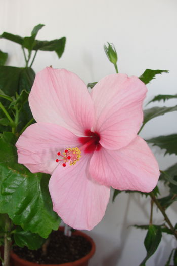  - A0-Hibiscus 2015-2