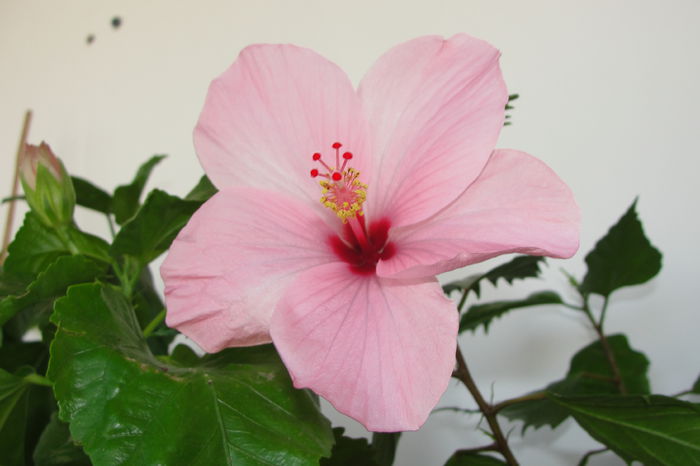 - A0-Hibiscus 2015-2