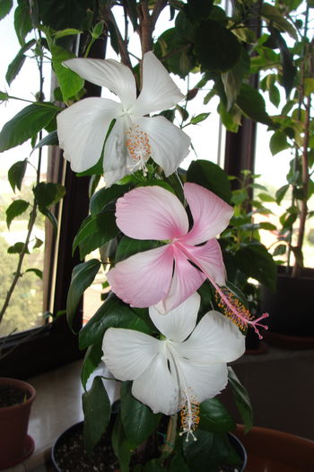 Dainty White cu o floare roz - A0-Hibiscus 2015-2