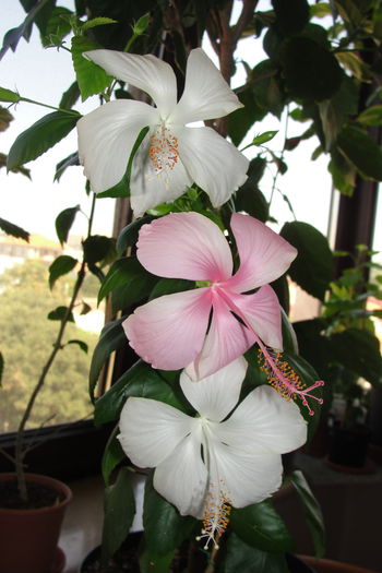  - A0-Hibiscus 2015-2