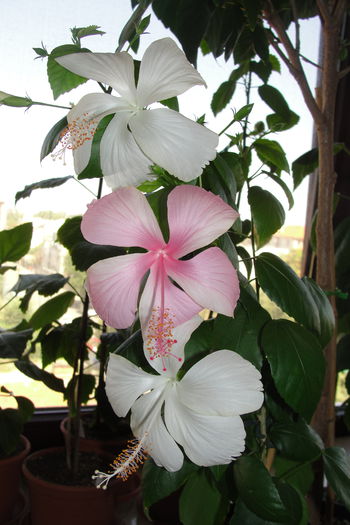  - A0-Hibiscus 2015-2