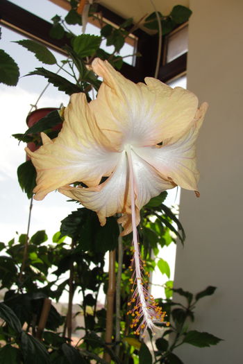 Cream Lady - A0-Hibiscus 2015-2