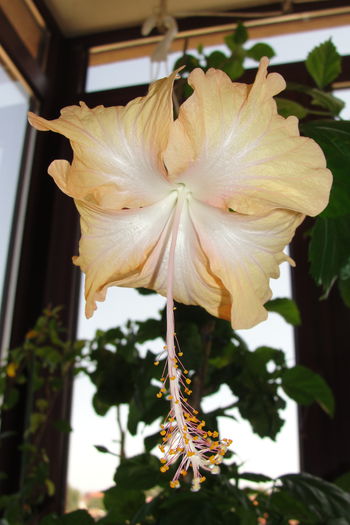  - A0-Hibiscus 2015-2