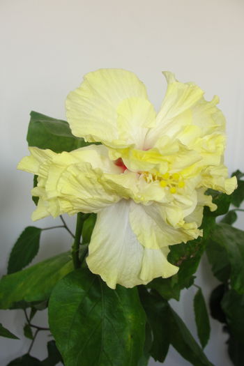 Phenoix Star - A0-Hibiscus 2015-2