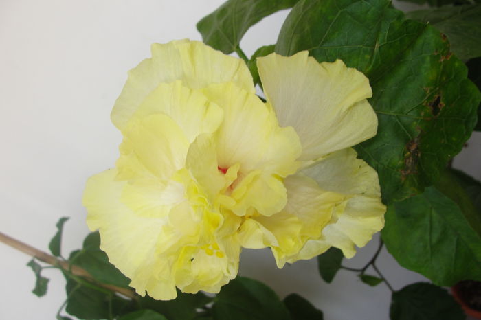  - A0-Hibiscus 2015-2