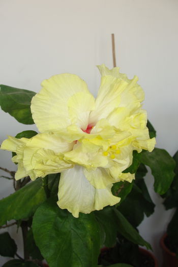  - A0-Hibiscus 2015-2