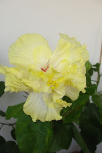  - A0-Hibiscus 2015-2