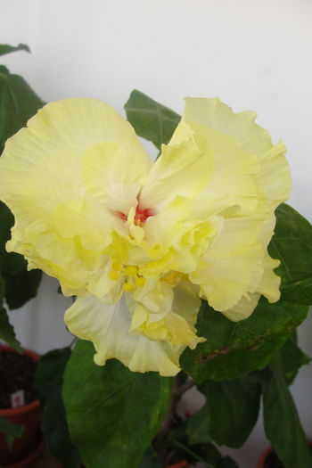  - A0-Hibiscus 2015-2