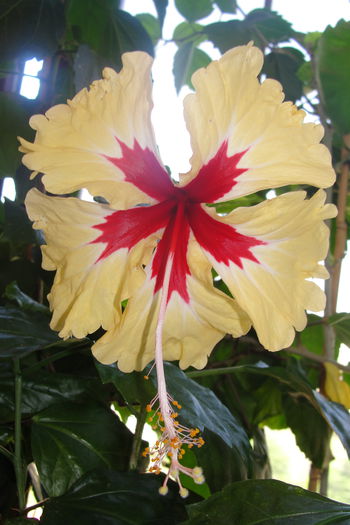  - A0-Hibiscus 2015-2