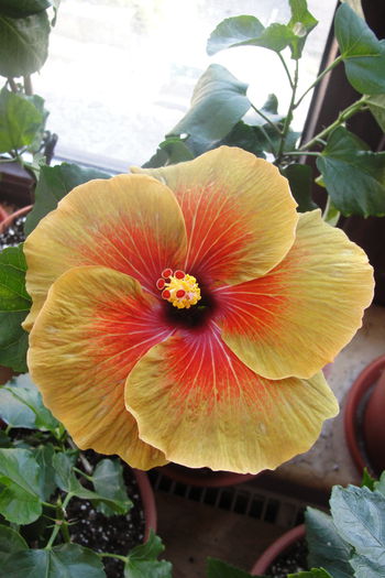 Chocolate Delight - A0-Hibiscus 2015-2