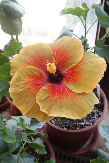  - A0-Hibiscus 2015-2