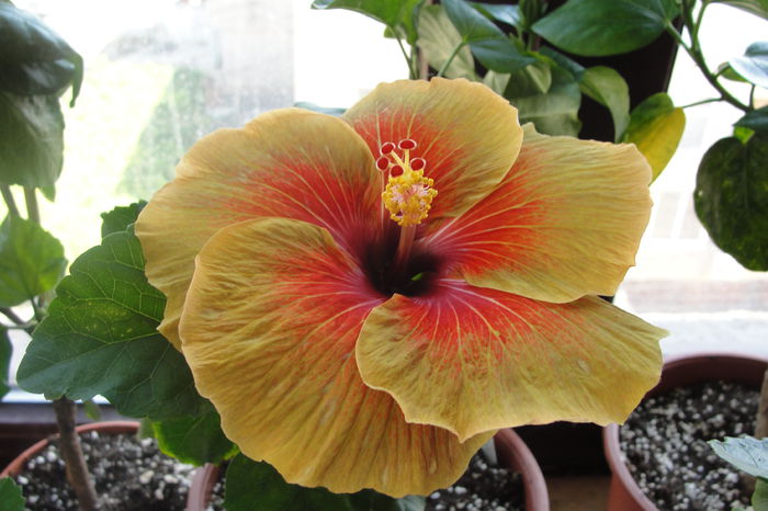  - A0-Hibiscus 2015-2