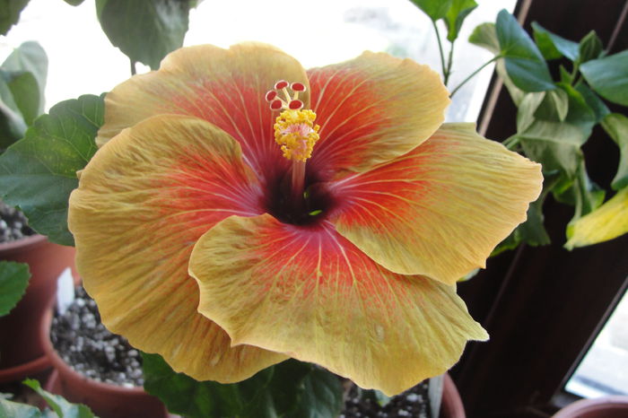  - A0-Hibiscus 2015-2