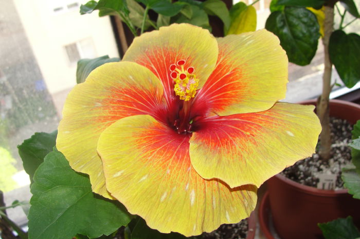  - A0-Hibiscus 2015-2