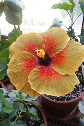  - A0-Hibiscus 2015-2