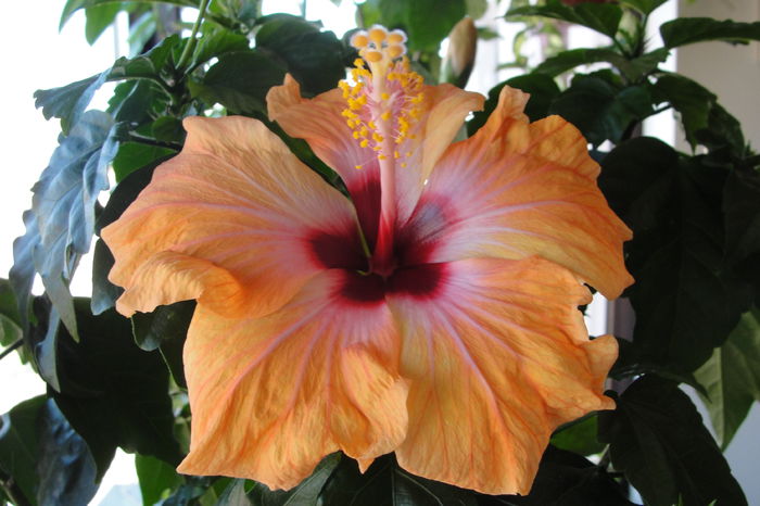  - A0-Hibiscus 2015-2