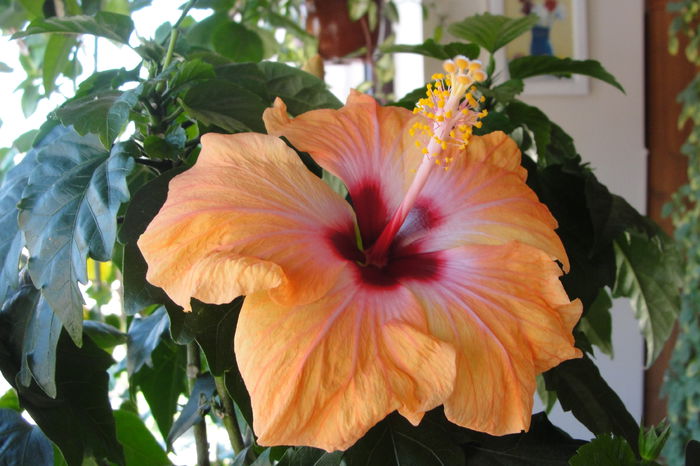  - A0-Hibiscus 2015-2