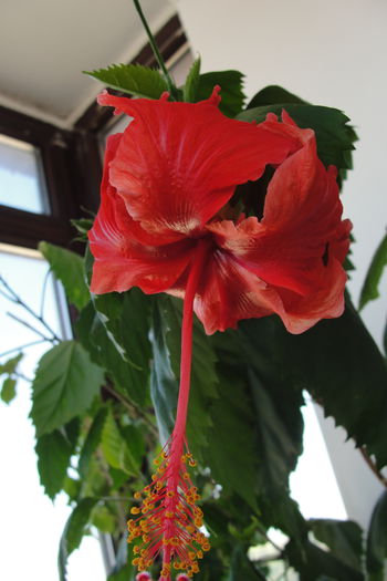 Archeri -am crezut ca e Rouge Tropique