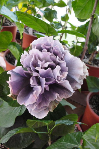  - A0-Hibiscus 2015-2