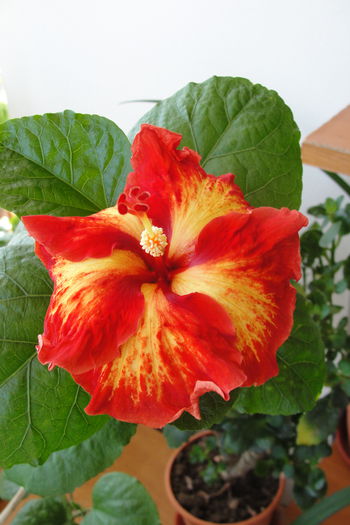 Chads - A0-Hibiscus 2015-2