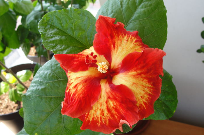  - A0-Hibiscus 2015-2