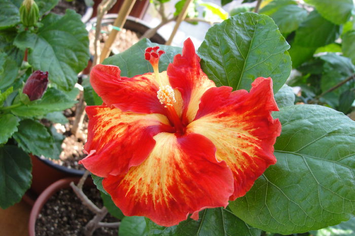  - A0-Hibiscus 2015-2