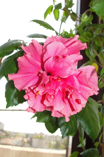 Dianthoides Pink - A0-Hibiscus 2015-2