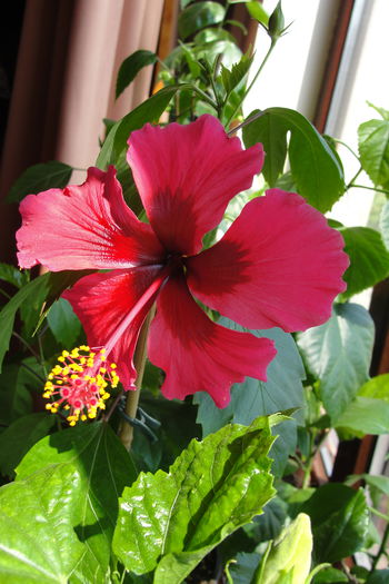 Ruby Rose - A0-Hibiscus 2015-2