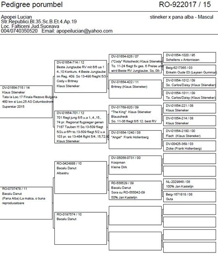 pdg pui costa de sol - Puiul care l-am trimis la columbodromul Derby Costa Del Sol Spania Malaga pentru editia 2016