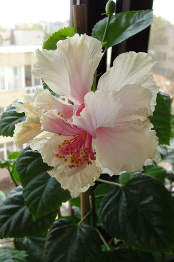 White Pride of Hankins