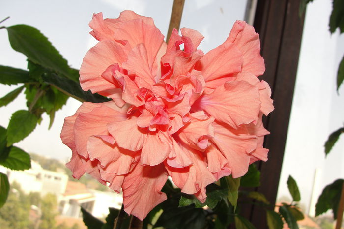  - A0-Hibiscus 2015-2