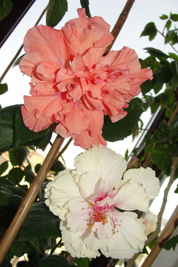 White Pride of Hankins