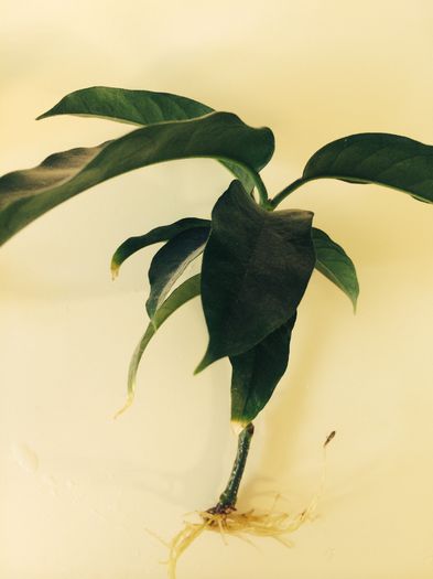 image - Hoya multiflora de vanzare