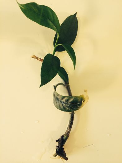 image - Hoya multiflora de vanzare