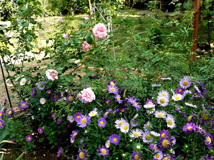 Coral Down prin calistephus