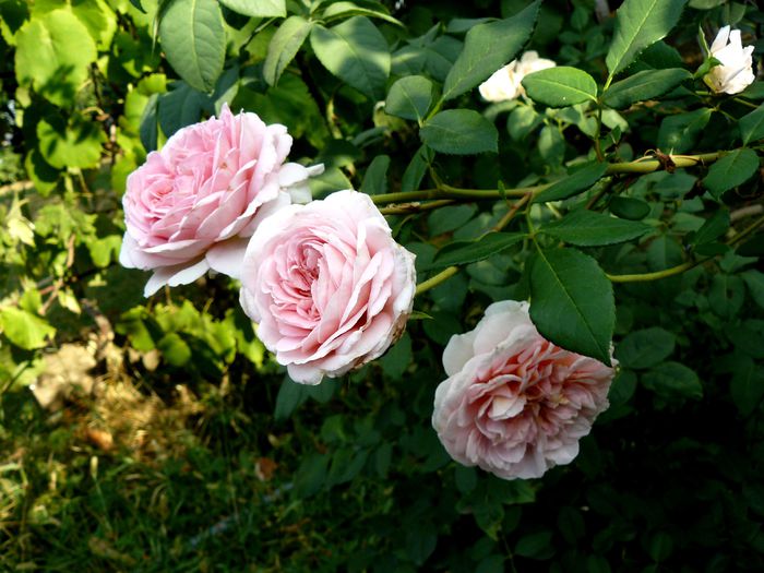 Abraham Darby - Gradina rozelor Toamna 2015