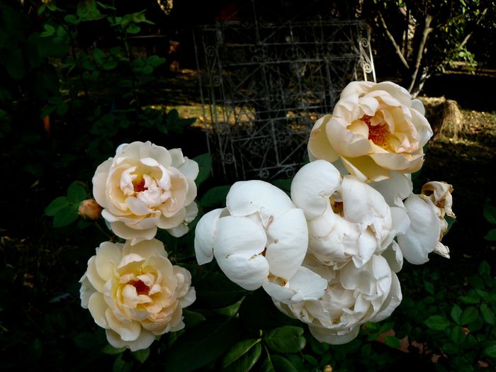 Wollerton parfum de mirt !