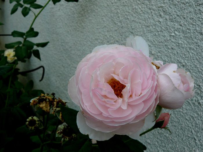 Herittage foarte delicat!