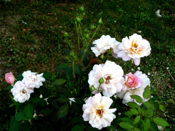 Gruss an Aachen-de nadejde !