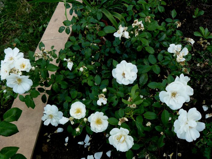 Diamant -inaltime=30cm