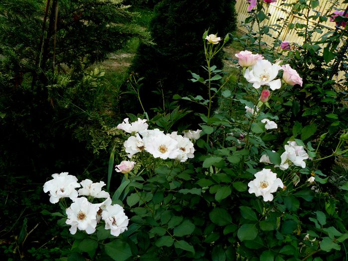 Jacky's favorite-incepe sa ma convinga...