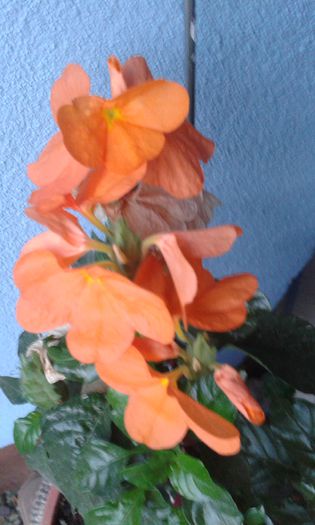 20150904_201106 - martori  in timp