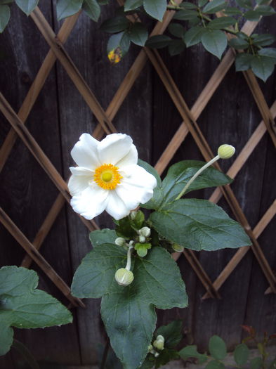 Anemone de toamna