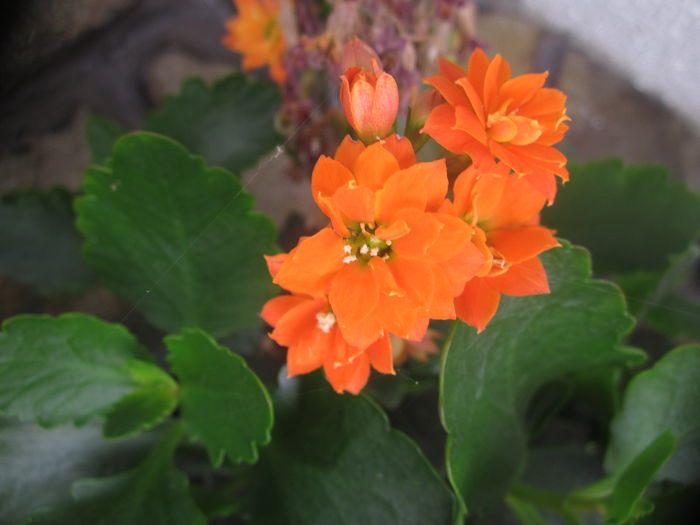 Kalanchoe Potocalie